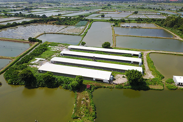 珠海顺明鸡蛋生产基地