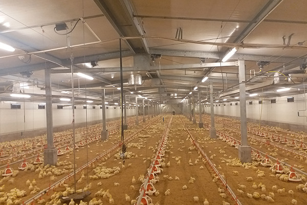 北京大风家禽育种公司