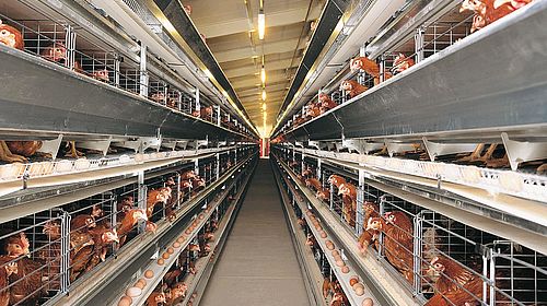 中国：配有大荷兰人设备的30栋蛋禽舍和12栋育成舍