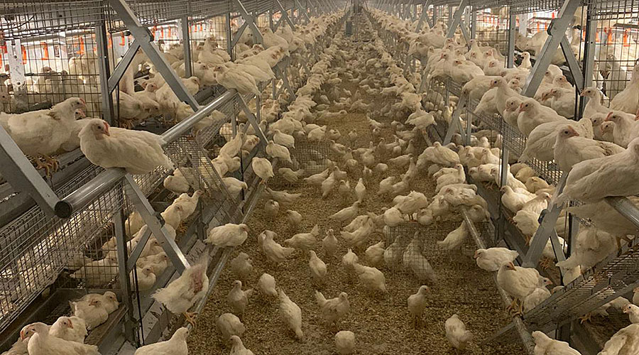 Vollierenhaltung-aviary-management-900-barn-inside-aisle-Glickman-Primus-Big-Dutchman_72.jpg