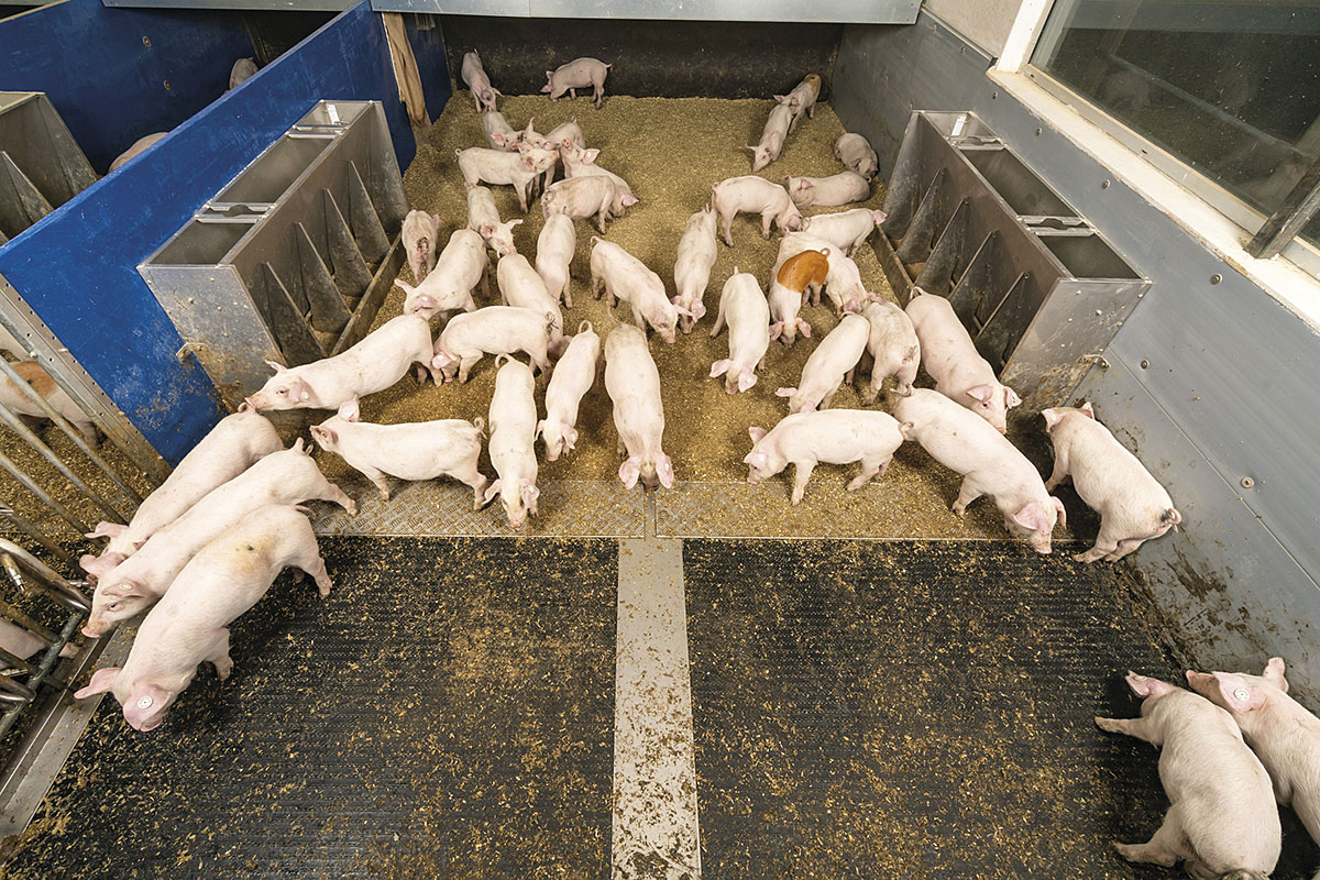 Schweinehaltung-pig-production-oben-Havito-Big-Dutchman_72.jpg