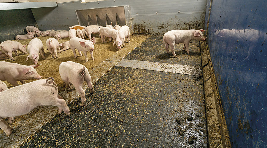 Schweinehaltung-pig-production-900-PigT-Photo-Big-Dutchman.jpg