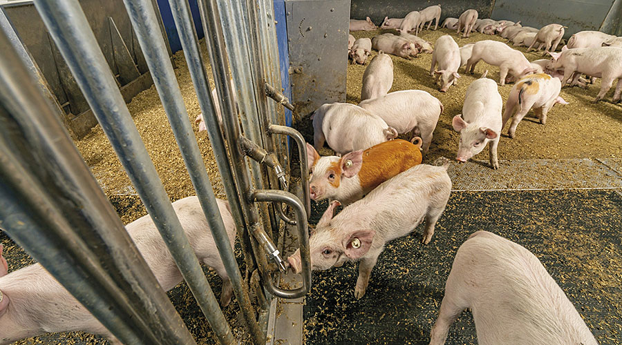 Schweinehaltung-pig-production-900-Traenke-Havito-Big-Dutchman.jpg