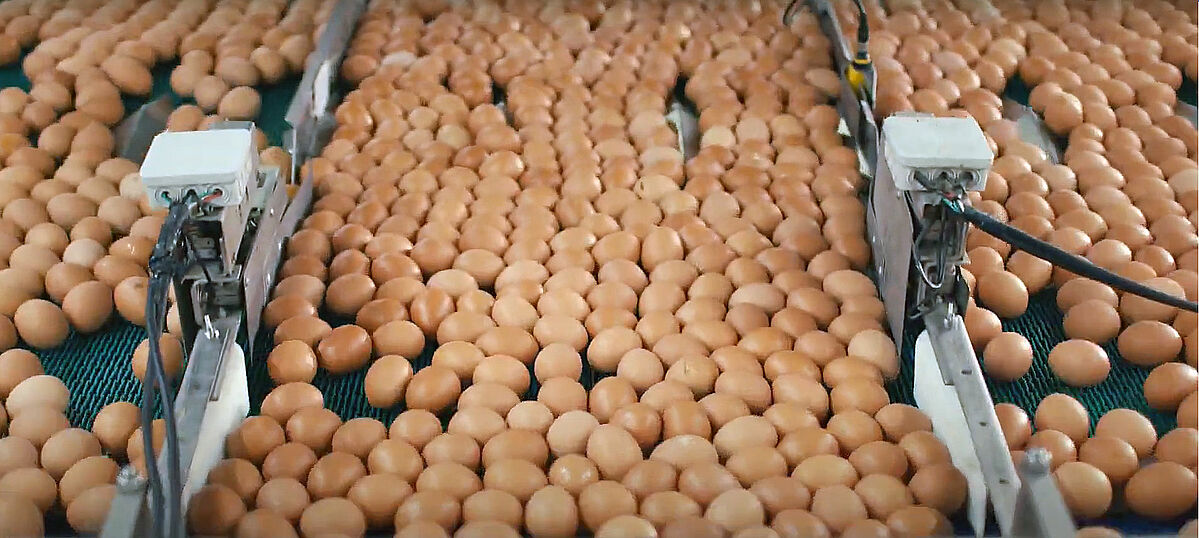 csm_Poultry-house-management-900-digital-egg-flow-Ganong-Big-Dutchman_46aadb2e6b.jpg