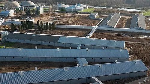 大荷兰人BigFarmNet系统助力波兰6000头母猪场成功升级