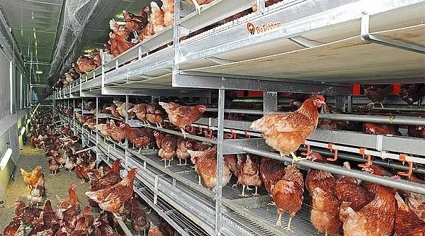 德国家庭农场借助大荷兰人设备生产福利、有机鸡蛋