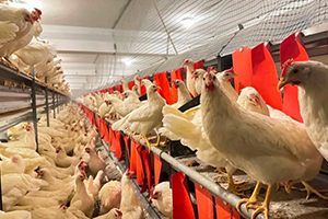 对话 “全球食品合作伙伴（GFP）”，大荷兰人有话说！